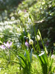 FZ003333 Spring snowflake (Leucojum vernum).jpg